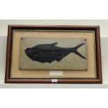 A framed composite model of a fossilised fish, Diplomystus Dentatu, Eocene, 24cm by 50cm