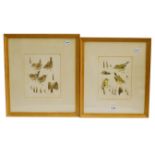 Mildred Eldridge (1909-1991) a pair of watercolour and pencil ornithological studies, to include