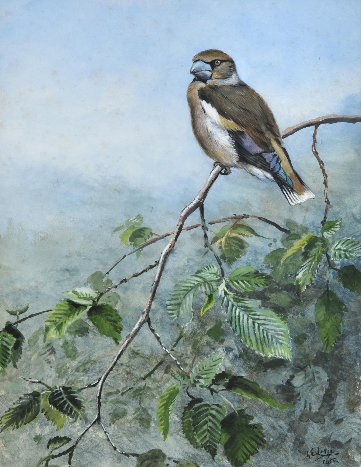 George Edward Lodge (1860-1954) ''Hawfinch'' Signed and dated 1950, gouache, 28.5cm by 22cm