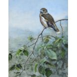 George Edward Lodge (1860-1954) ''Hawfinch'' Signed and dated 1950, gouache, 28.5cm by 22cm