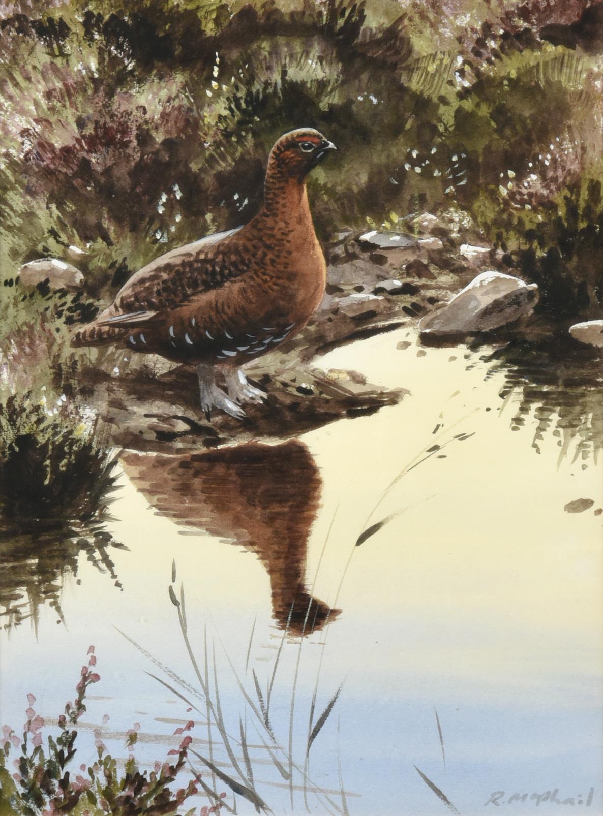 Rodger McPhail (b.1953) Covey of Grouse in flight Grouse in contemplation Signed, watercolour - Image 2 of 3