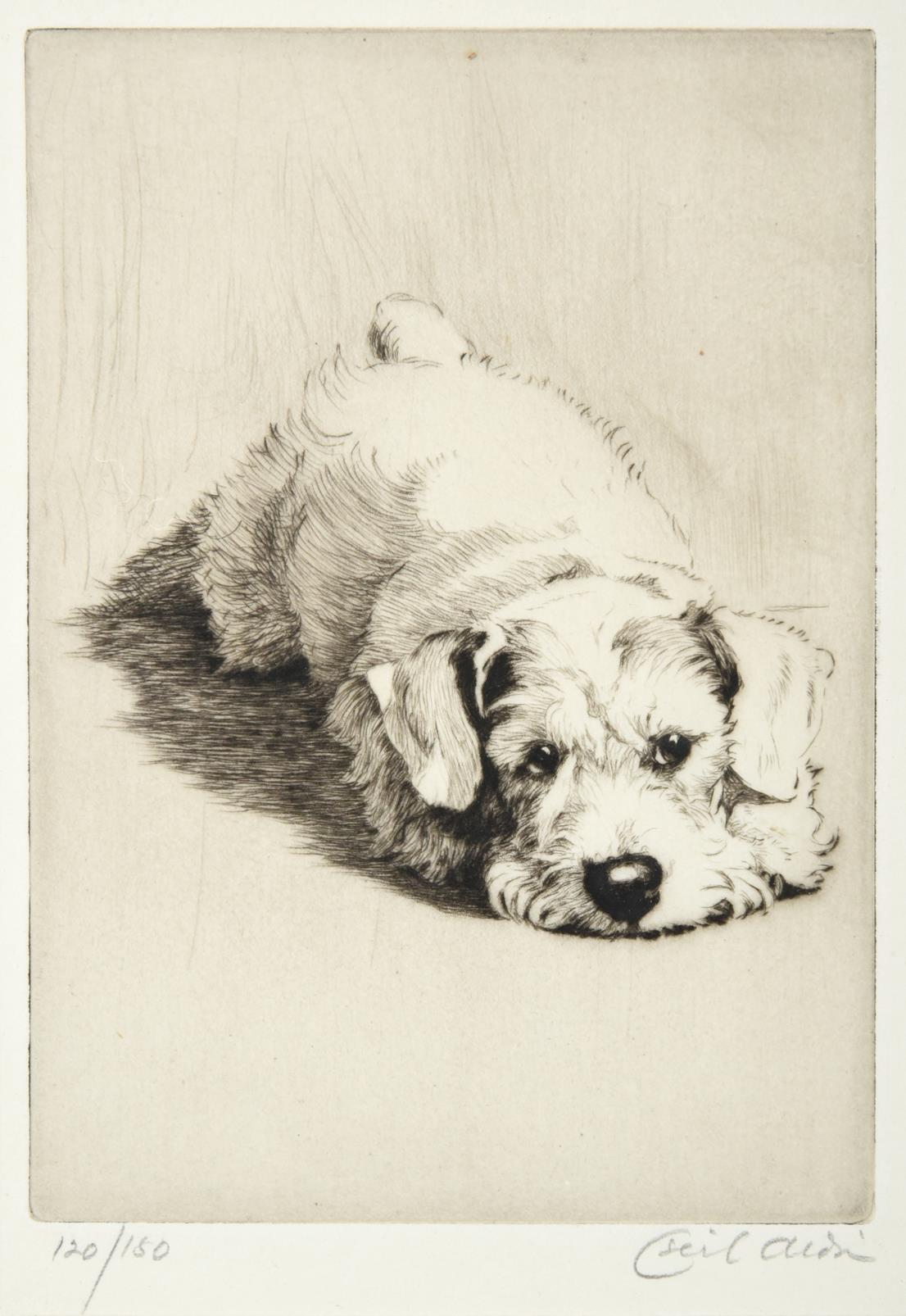 Cecil Charles Windsor Aldin (1870-1935) ''Sealyham Puppy'' Signed in pencil, numbered 120/180, a