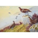 Peter Allis (b.1944) Covey of Grouse in a moorland landscape Signed, watercolour, 51cm by 73cm