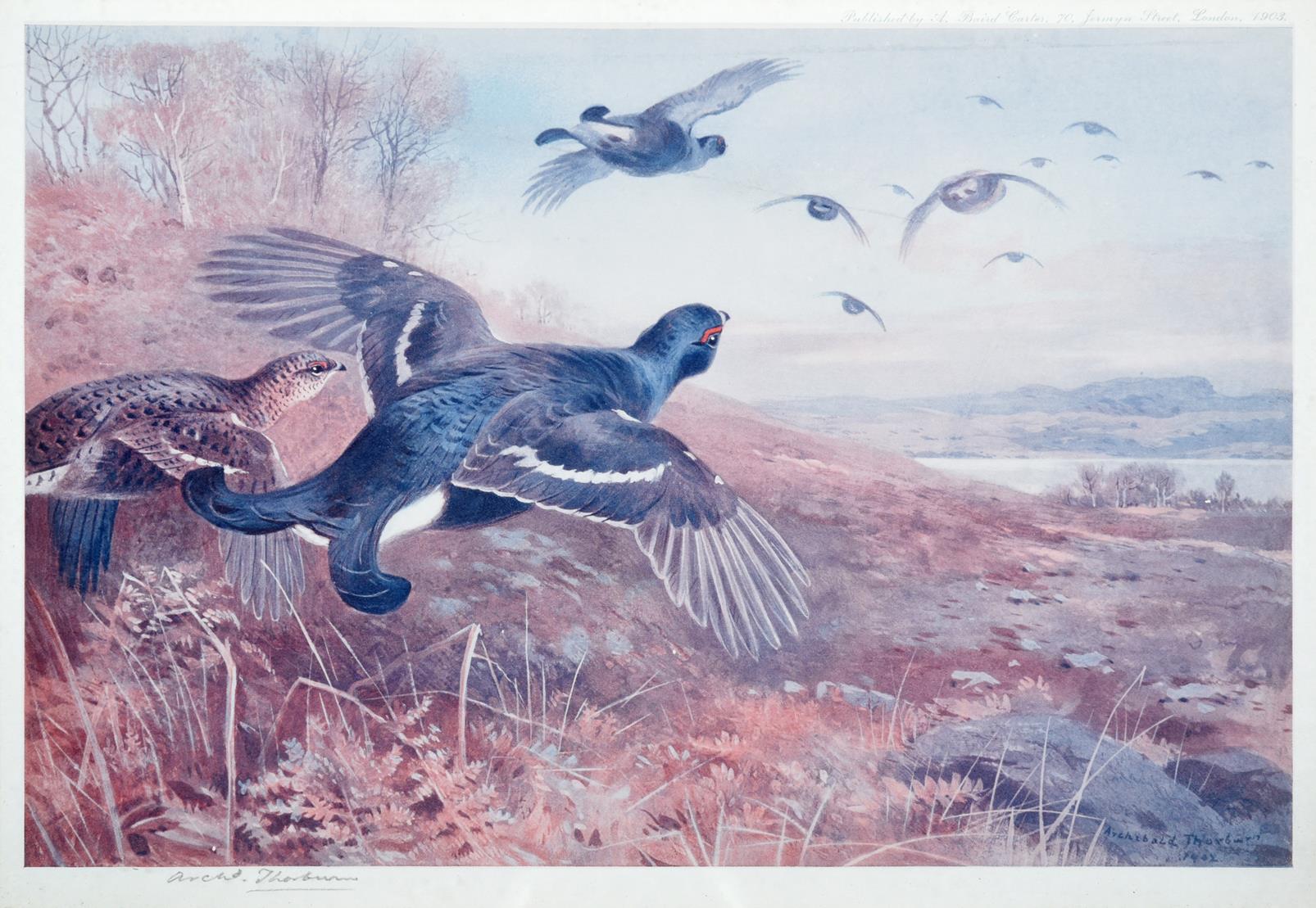 After Archibald Thorburn FZS (1860-1935) Black Grouse in flight Signed in pencil, a colour