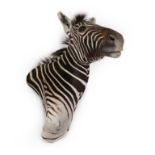 Taxidermy: Burchell's Zebra (Equus quagga burchellii), circa 2000, high quality adult shoulder