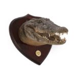 Taxidermy: Nile Crocodile (Crocodylus niloticus), Gamb 8ft, circa 1910, young adult head mount,