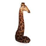 Taxidermy: Southern Giraffe (Giraffa giraffa), modern, South Africa, a high quality free standing