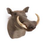 Taxidermy: Common Warthog (Phacochoerus africanus), modern, South Africa, high quality adult