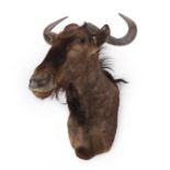 Taxidermy: Blue Wildebeest (Connochaetes taurinus), modern, South Africa, high quality adult bull