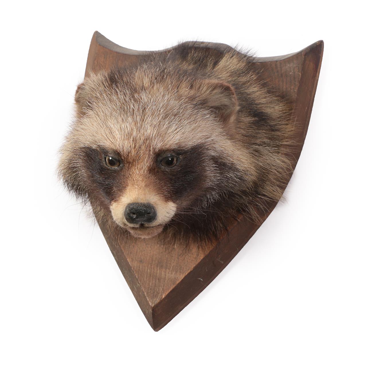 Taxidermy: North American Raccoon (Procyon lotor), circa mid-late 20th century, adult head mount