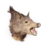 Taxidermy: Collared Peccary (Pecari tajacu), circa late 20th century, adult head mount, mouth