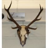 Antlers/Horns: European Red Deer Antlers (Cervus elaphus), circa late 20th century, a set of adult