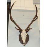 Antlers/Horns: European Red Deer Antlers (Cervus elaphus), circa late 20th century, a set of adult