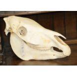 Skulls/Anatomy: Burchell's Zebra Skull (Equus quagga), modern, complete bleached skull, 51cm by 27cm