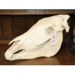 Skulls/Anatomy: Burchell's Zebra Skull (Equus quagga), modern, complete bleached skull, 53cm by 29cm