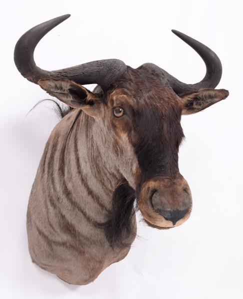 Taxidermy: Blue Wildebeest (Connochaetes taurinus), dated 2003, Mananga, South Africa, a high - Image 2 of 3