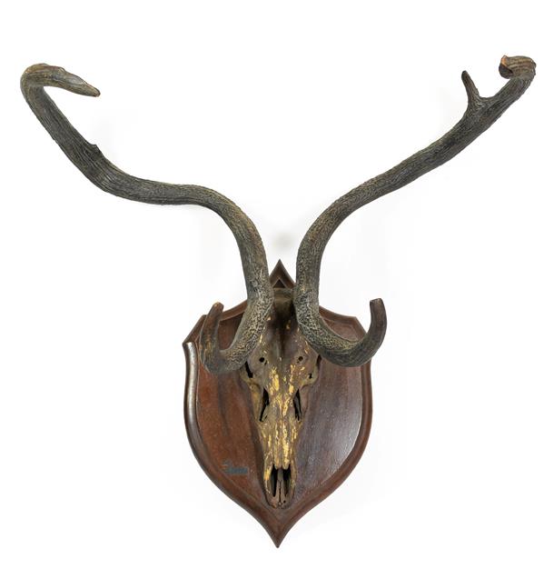 Antlers/Horns: Eld's Deer Antlers (Rucervus eldii), circa 1891-1921, India, by Rowland Ward,