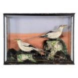 Taxidermy: A Late Victorian Cased Pair of White-Tailed Tropicbirds (Phaethon lepturus), a pair of