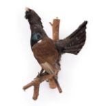 Taxidermy: A European Capercaillie (Tetrao urogallus), circa late 20th century, full mount adult