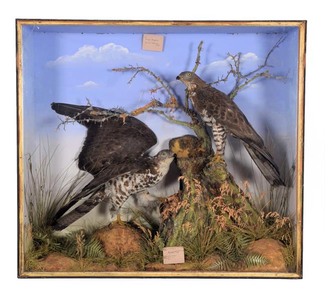 Taxidermy: A Late Victorian Cased Pair of Honey Buzzards (Pernis apivorus), circa 1880-1900, by