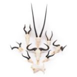 Horns/Skulls: A Selection of African Game Trophy Skulls, a varied selection of African hunting