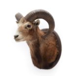 Taxidermy: European Mouflon (Ovis aries musimon), circa late 20th century, adult ram shoulder