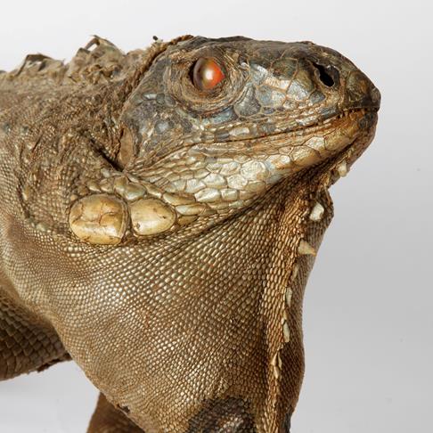 Taxidermy: An Early 20th Century Green Iguana (Iguana iguana), a full mount adult in walking pose, - Image 2 of 2