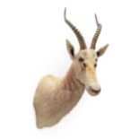 Taxidermy: White Blesbok (Damaliscus pygargus phillipsi), modern, South Africa, a high quality