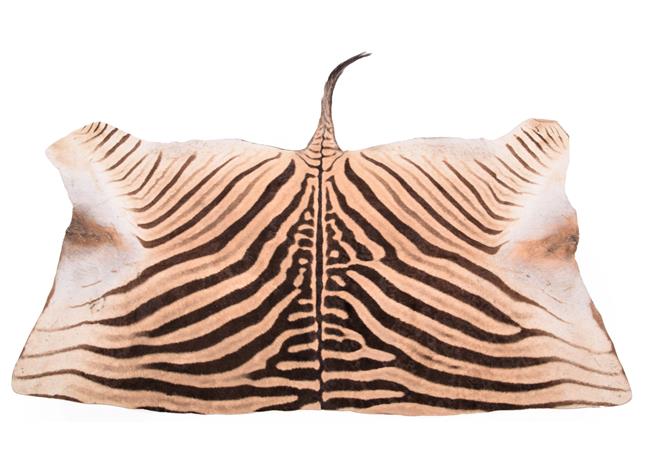 Taxidermy: Burchell's Zebra Flank Skin Rug (Equus quagga), modern, adult flank skin rug with