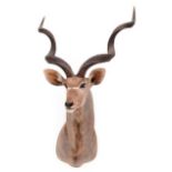 Taxidermy: Cape Greater Kudu (Strepsiceros strepsiceros), dated 2002, Osonjiva, Namibia, South