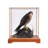 Taxidermy: A Cased Peregrine Falcon (Falco peregrinus), captive bred, circa 2015, by Dave