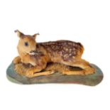 Taxidermy: A Fallow Deer Fawn (Dama dama), circa late 20th century, a full mount fawn in recumbent