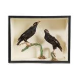 Taxidermy: A Cased Pair of Common Hill Myna Birds (Gracula religiosa), circa 1880-1900, in the