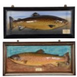 Taxidermy: A Cased Brown Trout (Salmo trutta), dated 09th July 1948, in the manner of P.D.