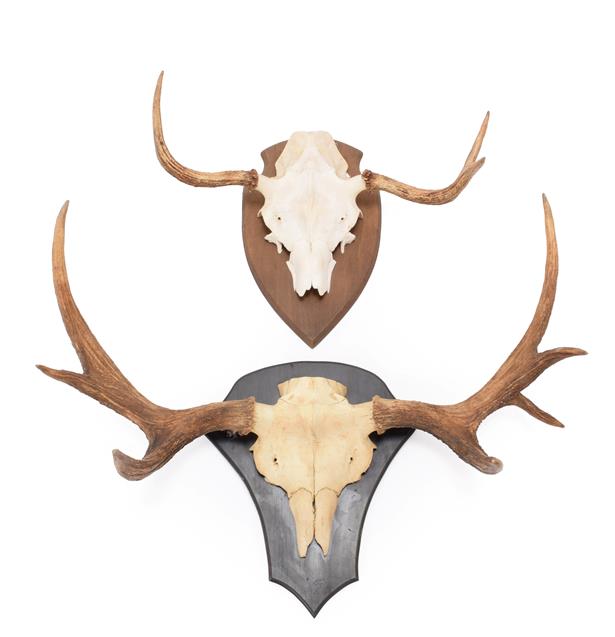 Antlers/Horns: European Moose Antlers (Alces alces), circa late 20th century, a set of young adult