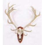 Antlers/Horns: European Red Deer (Cervus elaphus), circa mid-late 20th century, a large set of