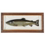 Taxidermy: A Cased Brown Trout (Salmo trutta), circa mid-late 20th century, possibly a Sprinkling