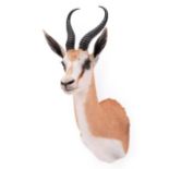 Taxidermy: South African Springbok (Antidorcas marsupialis), modern, high quality shoulder mount