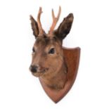 Taxidermy: European Roebuck (Capreolus capreolus), circa mid-20th century, a young adult Roebuck