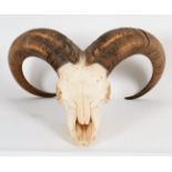 Antlers/Horns: Barbary Sheep (Ammotragus lervia lervia), circa 1970, large adult male horns on upper