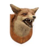 Taxidermy: European Red Fox Mask (Vulpes vulpes), dated December 31st 1958, Quendon Wood, by