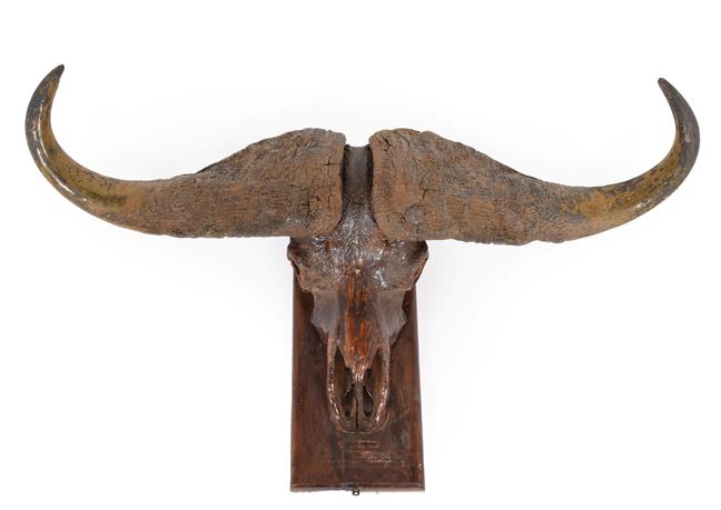 Antlers/Horns: Southern Cape Buffalo (Syncerus caffer), circa 1960, Kigezi District, Uganda, taken