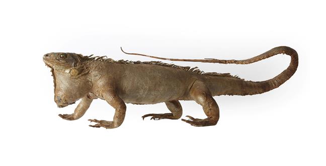 Taxidermy: An Early 20th Century Green Iguana (Iguana iguana), a full mount adult in walking pose,