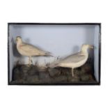 Taxidermy: A Large Cased Pair of Glaucous Gulls (Larus hyperboreus), dated 22nd February 1895,