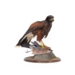 Taxidermy: Harris's Hawk (Parabuteo unicinctus), circa early 21st century, captive bred, by A.J.