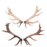 Antlers/Horns: Two Pairs of Cast European Red Deer Antlers (Cervus elaphus hippelaphus), circa