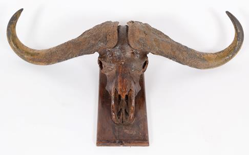 Antlers/Horns: Southern Cape Buffalo (Syncerus caffer), circa 1960, Kigezi District, Uganda, taken - Image 3 of 3