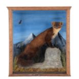 Taxidermy: A Cased Pine Marten & Late Victorian Cased Otter, a full mount adult Pine Marten with