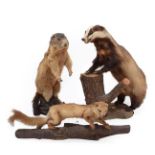 Taxidermy: A Collection of Countryside Animals, circa late 20th century, comprising - European