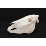 Skulls/Anatomy: Burchell's Zebra Skull (Equus quagga), modern, complete bleached skull, 52cm by 27cm